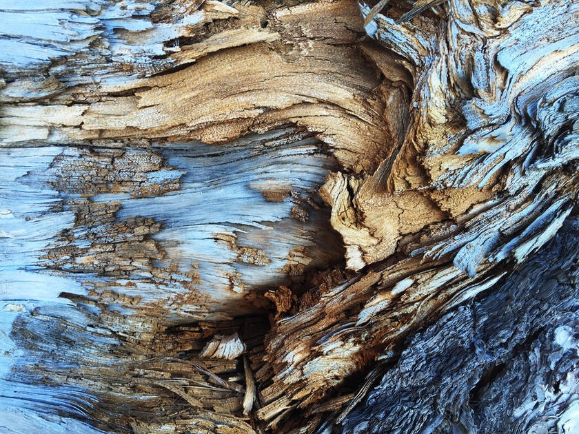 摄影艺术创意创造树木纹理背景图片