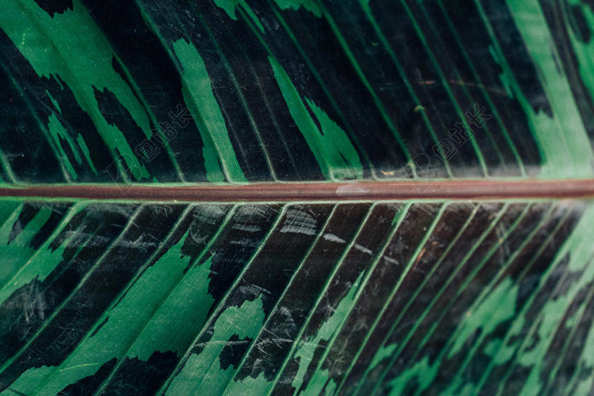 绿色纹理清新叶子上的条纹展示纹理设计背景图片