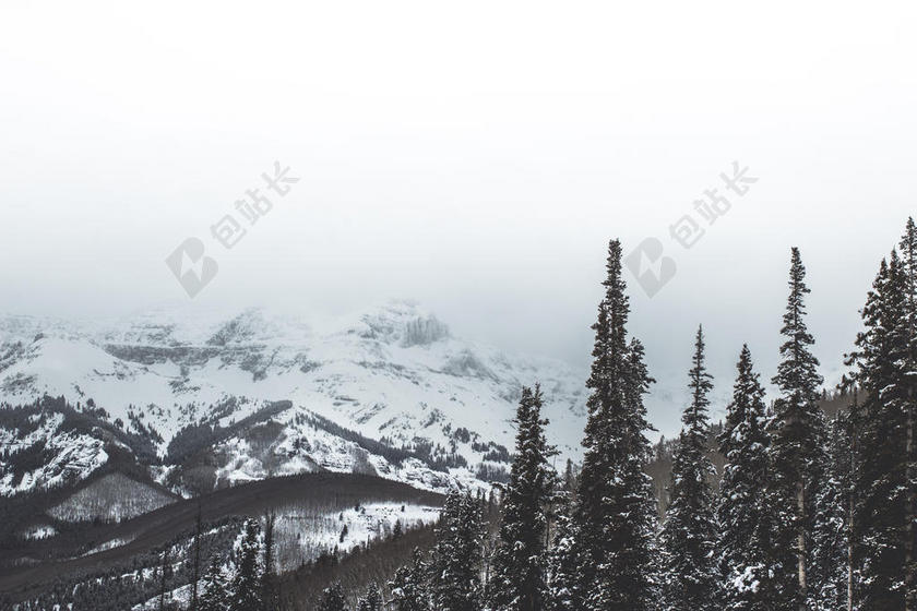 白色的山脉和松林背景图片
