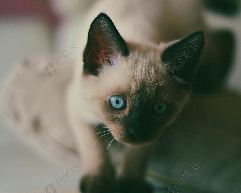 动物特写毛茸茸可爱的猫咪背景图片