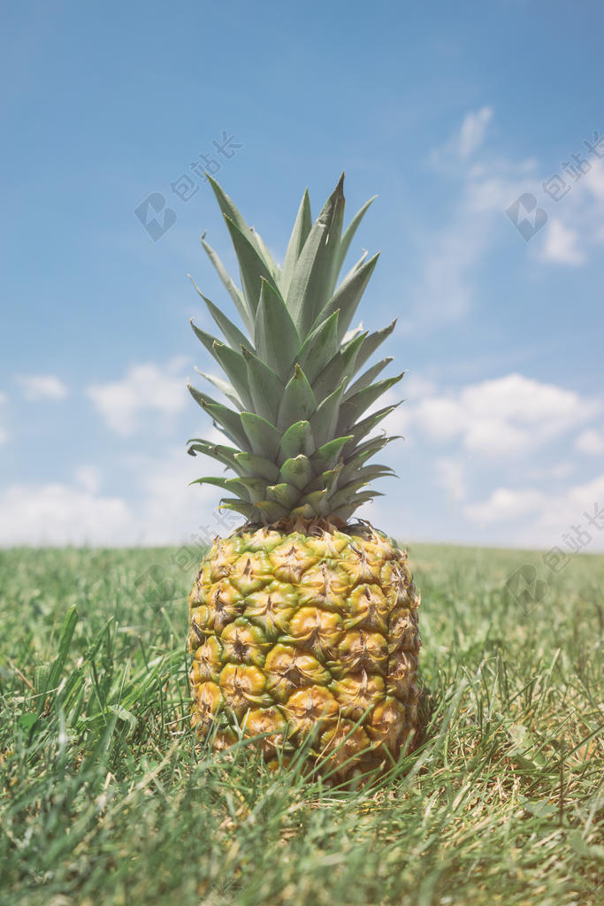 植物草地上的金色菠萝背景图片