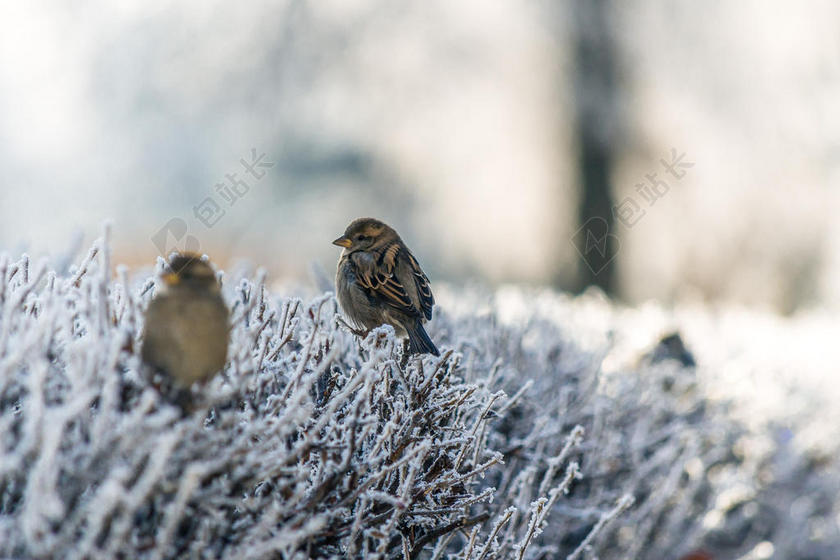 灰白动物积雪树枝上的小鸟动物鸟雪景背景图片