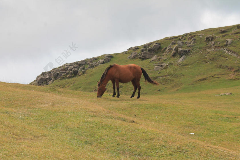 动物野性草原草地上正在吃草的马儿放牧马自然背景图片