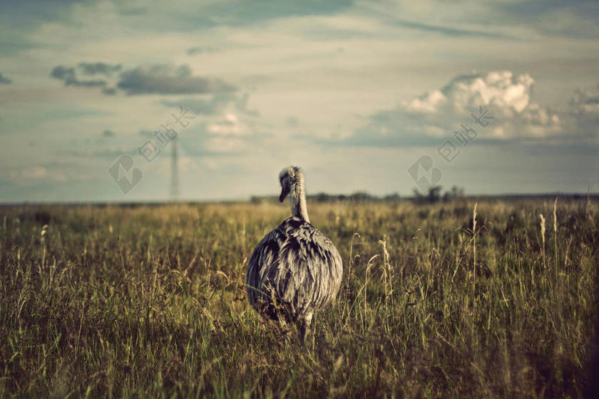 草原上灰色的鸵鸟背景图片