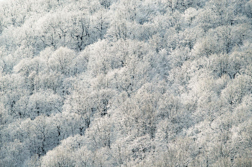 冬天白色的雪林背景图片