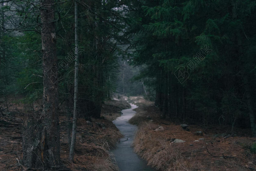 森林里的小溪背景图片