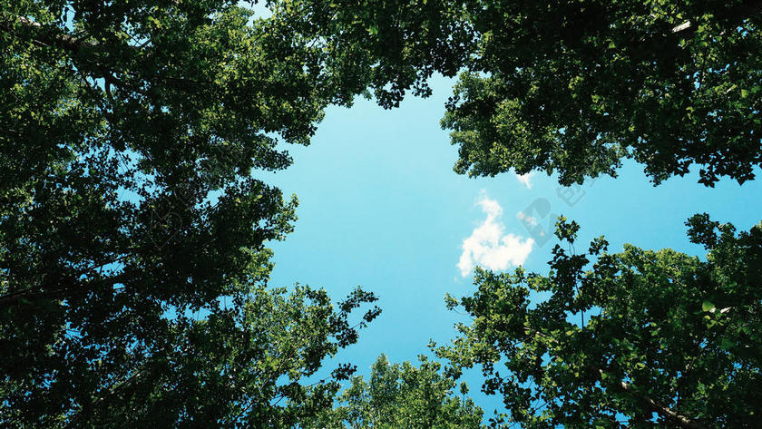 绿色树林间蓝色的天空背景图片