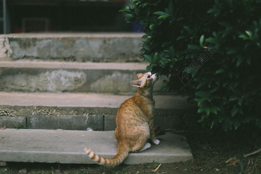 广告自然台阶上吃草的猫背景图片