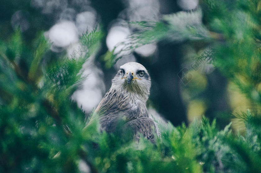 绿色松叶间的老鹰背景图片