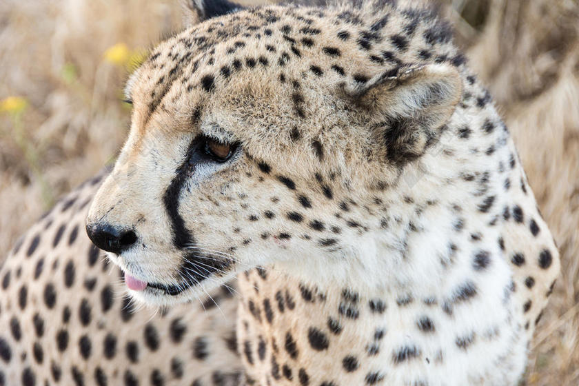 摄影唯美草原上的豹子特写背景图片