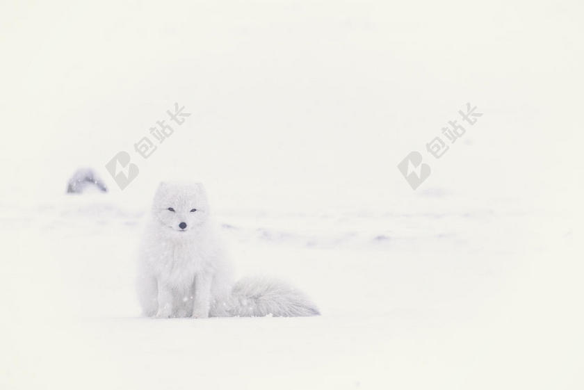 白色动物美丽雪地上的狐狸雪景狐狸动物背景图片