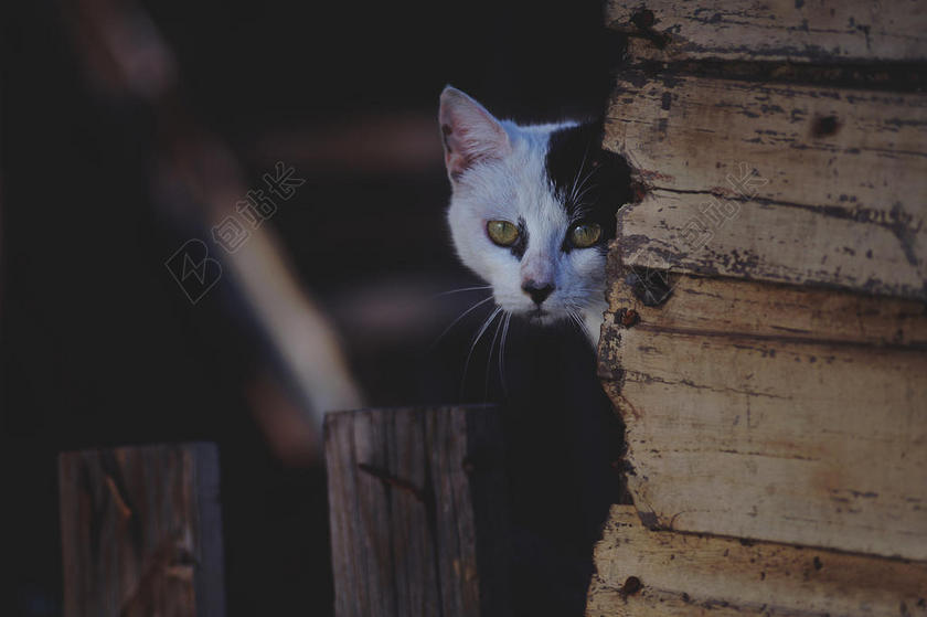 动物神秘躲在墙角的小猫宠物动物猫背景图片