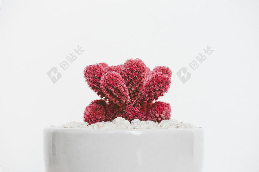 植物红色的仙人掌盆栽背景图片