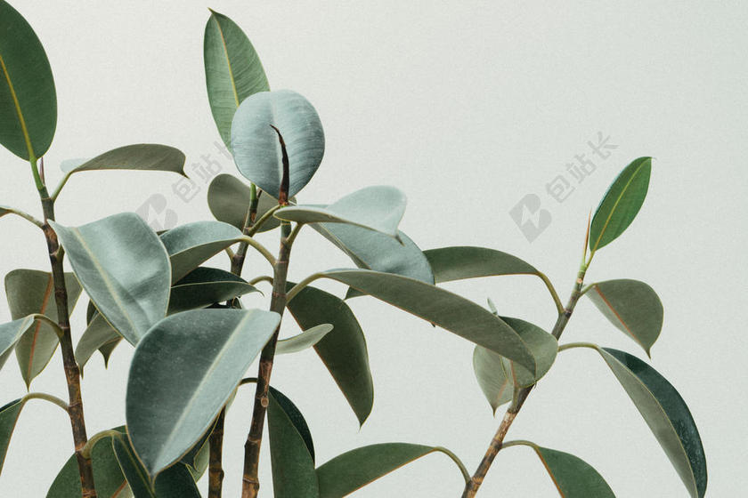 绿色植物清新绿色叶片植株绿化装饰植物背景图片