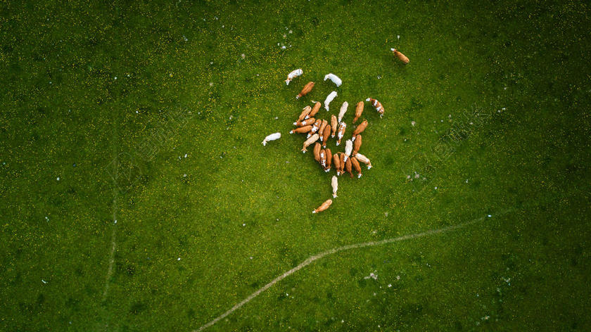 绿色草地上的牛背景图片