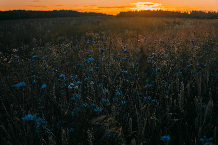 云 颜色 黑暗的 黑暗 黄昏 环境 傍晚 领域 植物区系 花 森林 草原 HD 壁纸 景观 母亲 自然 在户外 植物 风景 轮廓 日落 树 伍兹