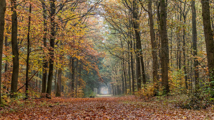 秋天 秋天 叶 分支 日光 环境 落下 雾 叶 自然 在户外 风景 季节 树