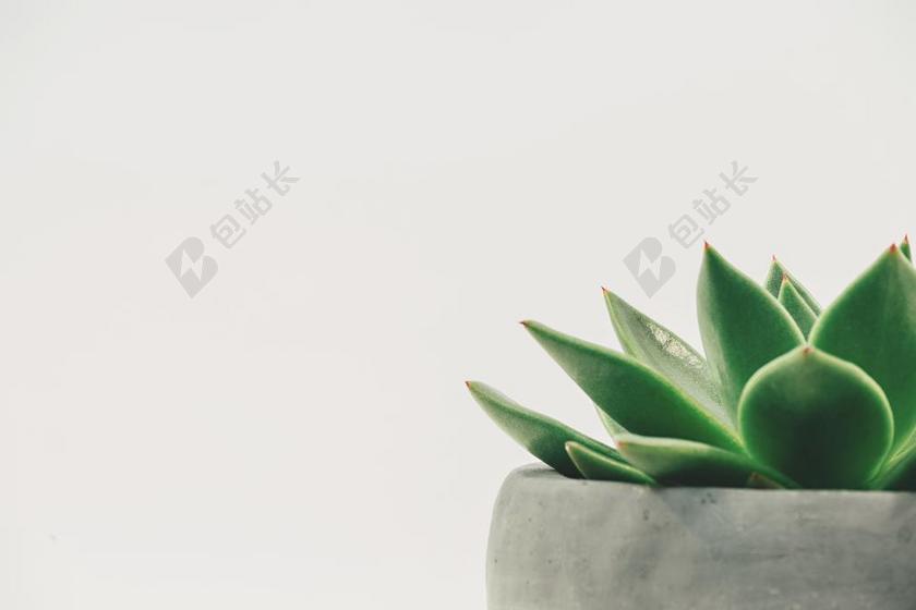绿色的盆栽植物背景图片