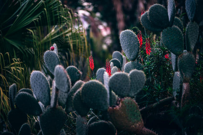 模糊 植物学的 仙人掌科 仙人掌 特写 集中 花园 成长 叶 自然的 自然 仙人掌 植物 刺 梨 穗状花序 荆棘