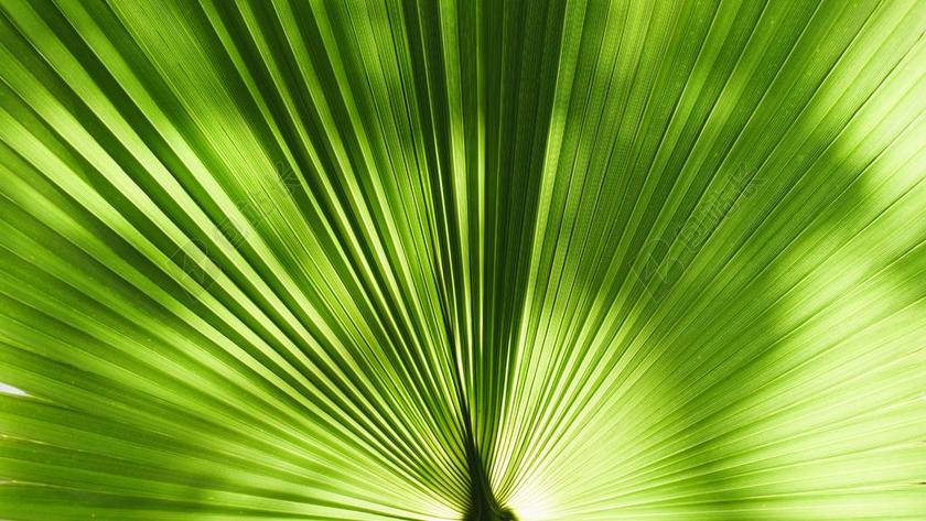 工作中 工作 办公室 会议 职场 花 玫瑰 美丽 花朵 纹理 组织 材料 花纹 灯光 光线 激光 打火机 假期 旅行 旅游 度假 休闲 放松 休闲 咖啡 咖啡厅 夏日 夏季 热情 树木 丛林 森林 自然 环境 树 树木 树林 森林