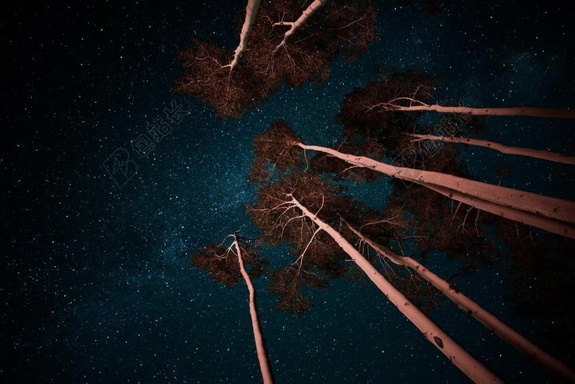 美丽的星空和树林背景图片