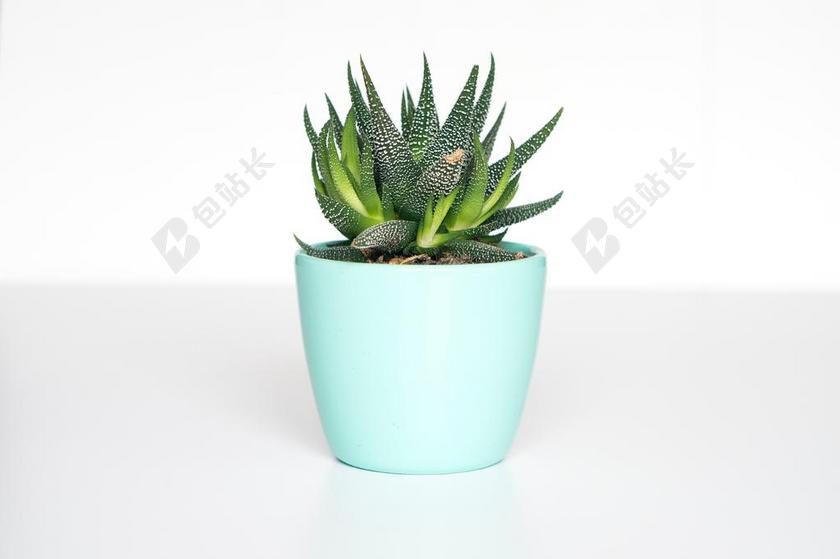 白色桌子上的绿色盆栽背景图片