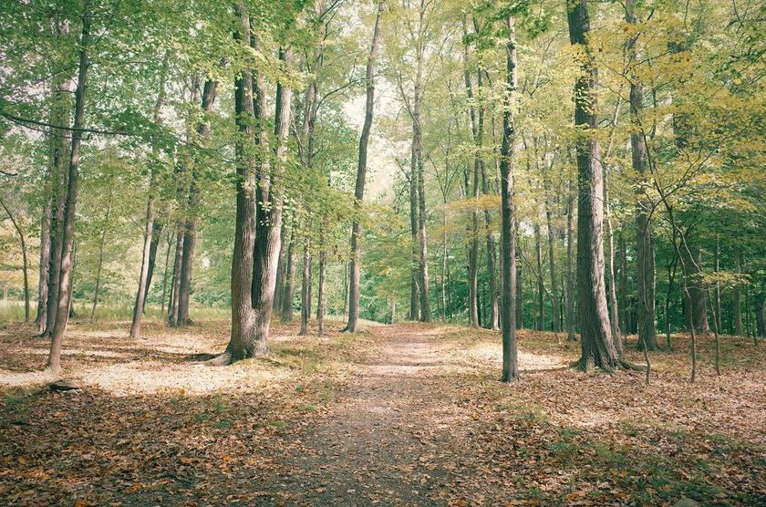 风景 风光 美景 田园 山水 树木 丛林 森林 自然 环境 树 树木 树林 森林
