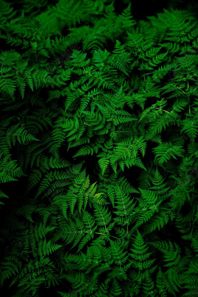 绿色的草叶背景图片