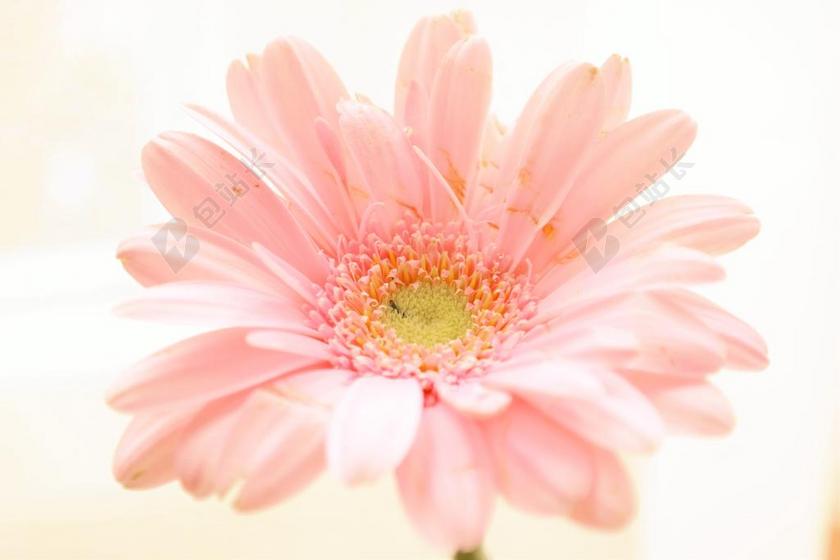 花 玫瑰 美丽 花朵 美女 丽人 优雅 美丽 漂亮 女孩 女人 女性 自然 环境