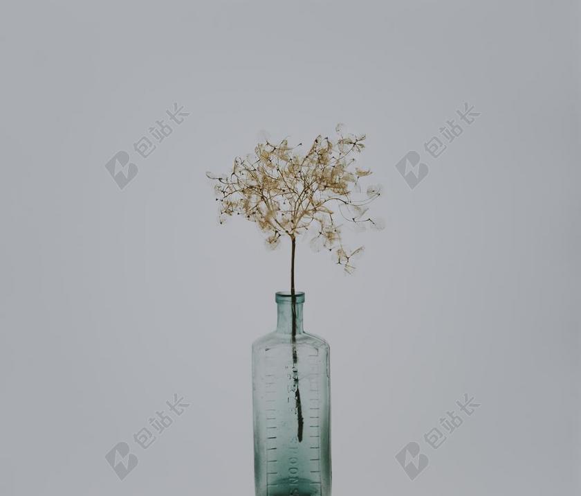 花 玫瑰 美丽 花朵 复古 酿酒 古典 收获 爱情 恋爱 恋人 情人 情侣 浪漫 草地 草坪 草丛 可爱的 白色 浅色 黑白 简单 清新