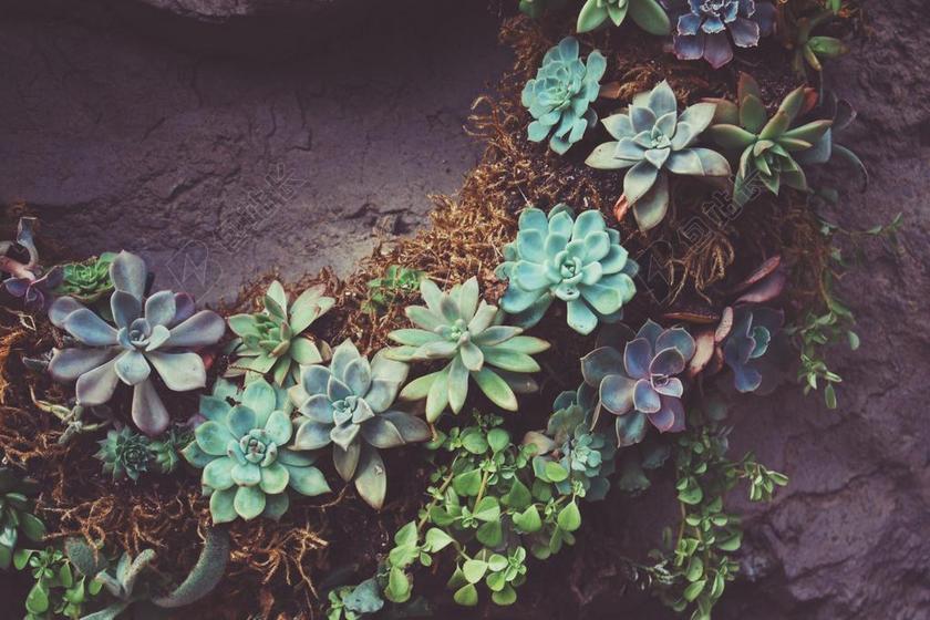 商务 商人 电子商务 股票交易所 业务 工作 花 玫瑰 美丽 花朵 花园 园林 园艺 植物 花 房子 房间 住宅 宝宝 婴儿 孩子 动物 可爱的 自然 环境