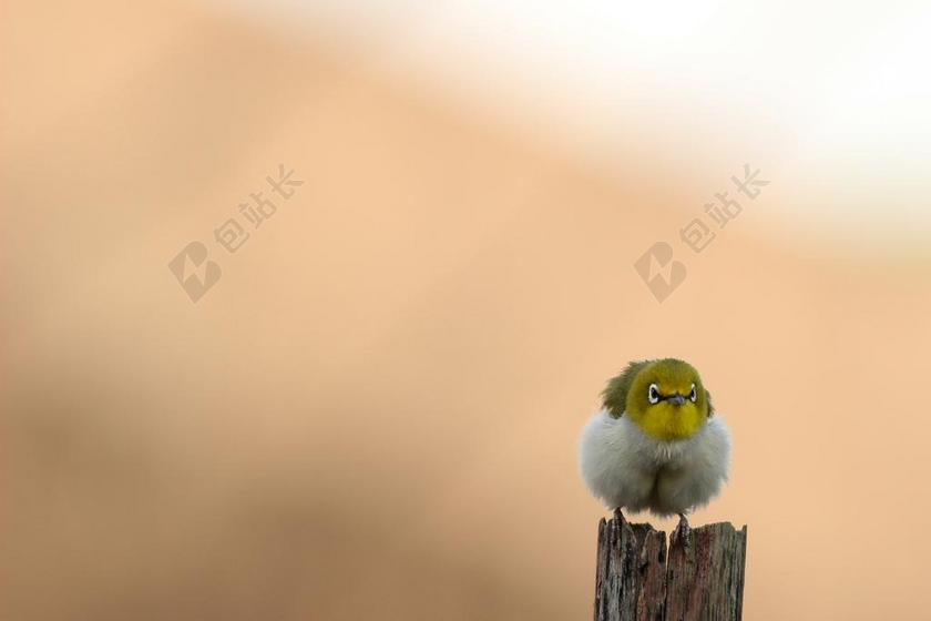 动物小巧站在木桩上的小鸟动物鸟背景图片
