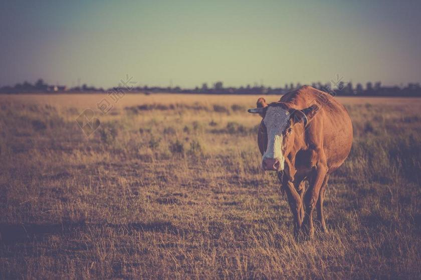 风景 风光 美景 田园 山水 农场 农田 庄园 美女 丽人 优雅 美丽 漂亮 女孩 女人 女性 旅行 旅游 行程 度假 休闲 度假 假日 花园 园林 园艺 植物 花 放松 休闲 咖啡 咖啡厅 天空 草地 草坪 草丛 动物
