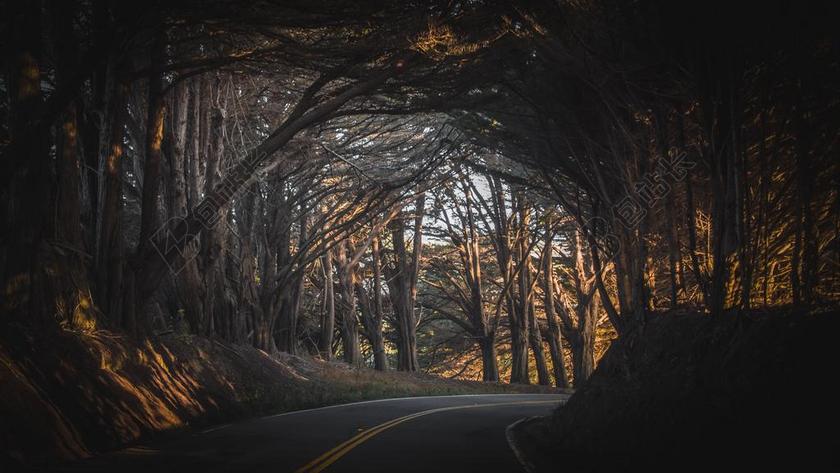 清晨树林里的公路背景图片