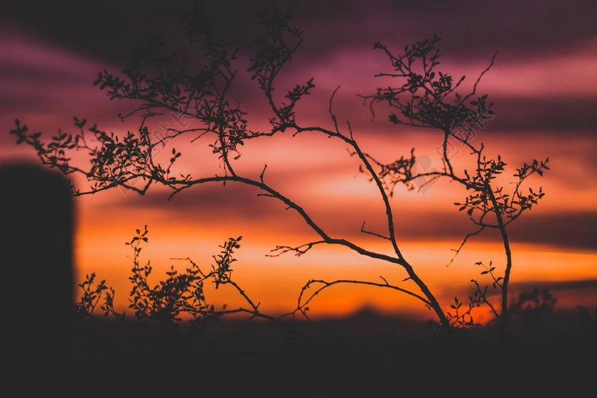 暗色唯美枯枝彩色天空户外背景图片