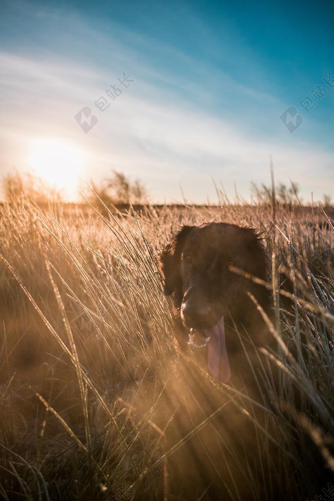 日落 夕阳 太阳 爱情 恋爱 恋人 情人 情侣 浪漫 朋友 友谊 友情 幸福 快乐 高兴 家庭 甜蜜 冬季 冬天 新年 草地 草坪 草丛 女孩 少女 姑娘 美丽 自然 环境 狗 黑色 暗色 黑白 昏暗