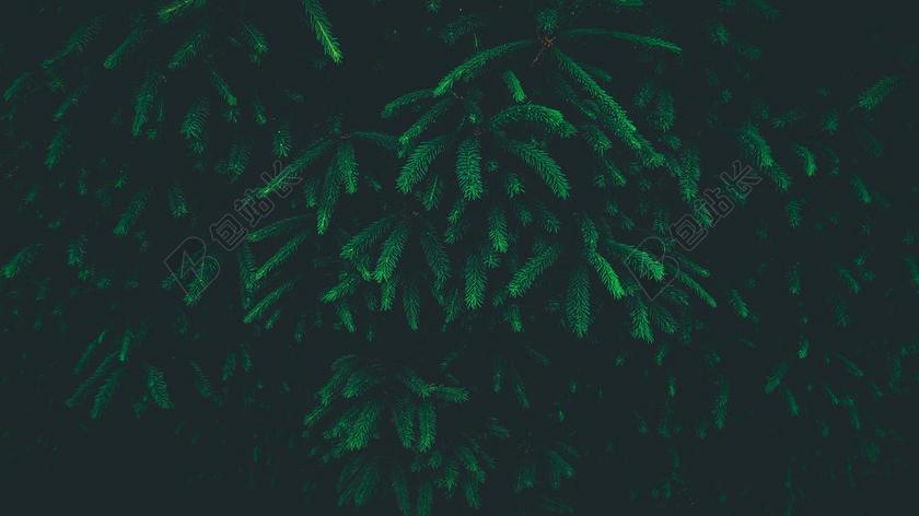 纹理 组织 材料 花纹 丽人 优雅 美丽 漂亮 女孩 女人 女性 冬季 冬天 新年 树木 丛林 森林 自然 环境 树 树木 树林 森林 IPHONE 苹果 苹果手机 商务