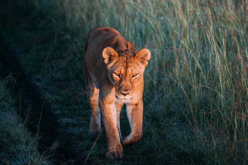 灯光 光线 激光 打火机 爱情 恋爱 恋人 情人 情侣 浪漫 冒险 探险 远足 度假 旅游 休闲 挑战 极限运动 草地 草坪 草丛 狮子 猫 动物 可爱的 自然 环境