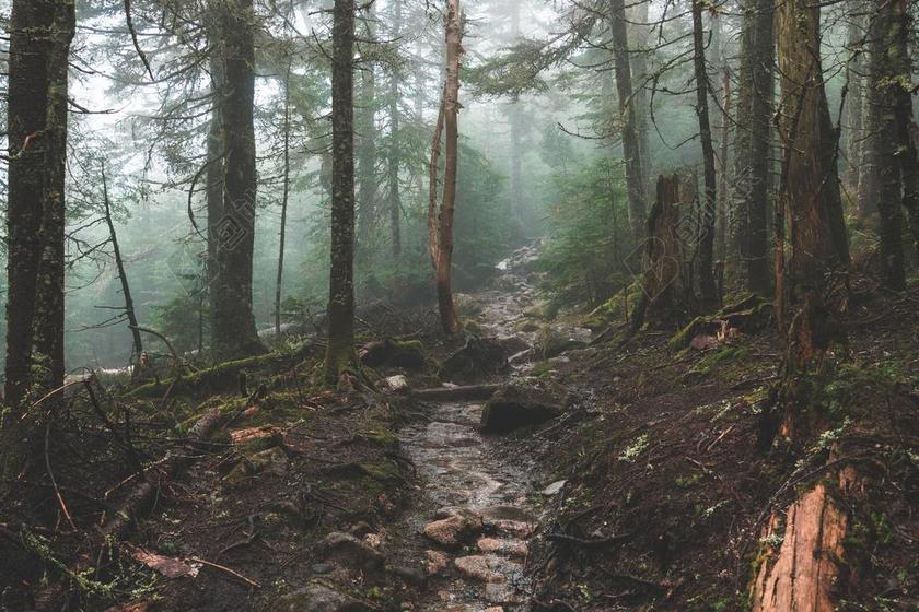 山 山峰 顶峰 景色 创意 艺术 个性 旅行 旅游 行程 度假 休闲 度假 假日 冬季 冬天 新年 树木 丛林 森林 树 树木 树林 森林 山 山峦 山峰