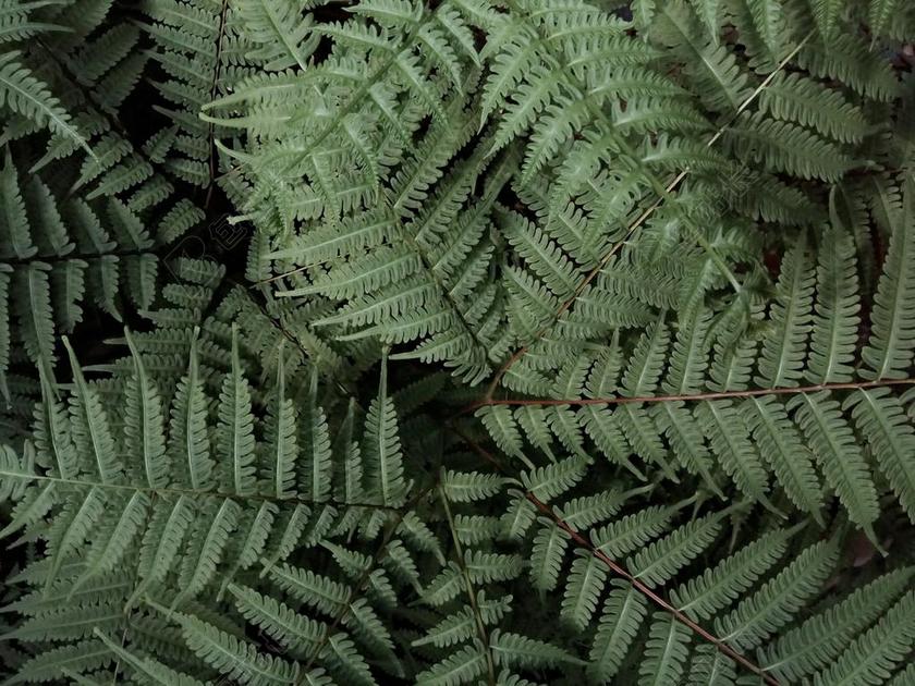 花 玫瑰 美丽 花朵 风景 风光 美景 田园 山水 纹理 组织 材料 花纹 墙 围墙 表面 隔阂 背景 花园 园林 园艺 植物 花 树木 丛林 森林 自然 环境 树 树木 树林 森林