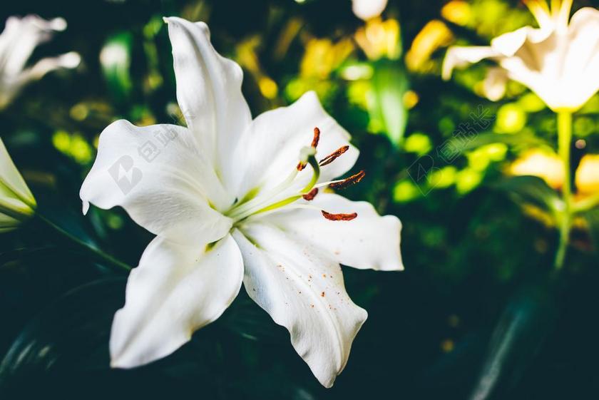 花 玫瑰 美丽 花朵 丽人 优雅 美丽 漂亮 女孩 女人 女性 花园 园林 园艺 植物 花 夏日 夏季 热情 自然 环境 白色 浅色 黑白 简单 清新