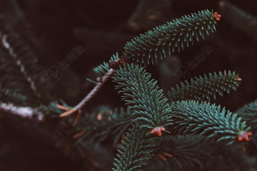 风景 风光 美景 田园 山水 墙 围墙 表面 隔阂 背景 冬季 冬天 新年 自然 环境 树 树木 树林 森林