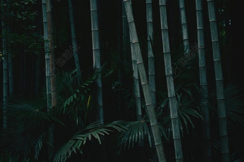 竹子图片