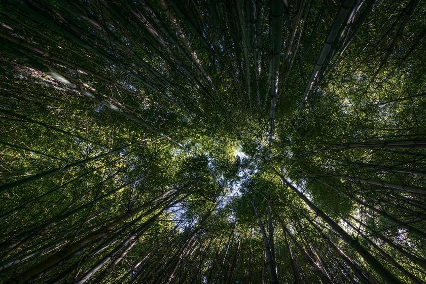 花 美丽 花朵 风景 风光 美景 田园 山水 地球 泥土 草地 操场 墙 围墙 表面 隔阂 背景 健身 形体 女性 树木 丛林 森林 活力 树 树木 树林 森林 山 山峦 山峰