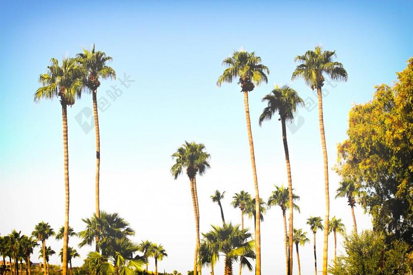 夏日 夏季 热情 树木 丛林 森林