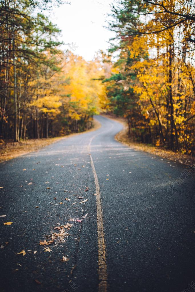 风景 风光 美景 田园 山水 道路 旅途 路途 户外 街道 公路 爱情 恋爱 恋人 情人 情侣 浪漫 树木 丛林 森林 秋天 秋日 自然 环境 可爱的 树 树木 树林 森林
