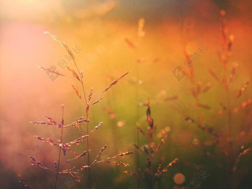 太空 空间 花 玫瑰 美丽 花朵 农场 农田 庄园 风景 风光 美景 田园 山水 营销 推广 商务 市场 策划 花园 园林 园艺 植物 花 旅行 旅游 行程 度假 休闲 度假 假日 夏日 夏季 热情 草地 草坪 草丛 自然 环境 秋天 秋日 云 云朵 天空