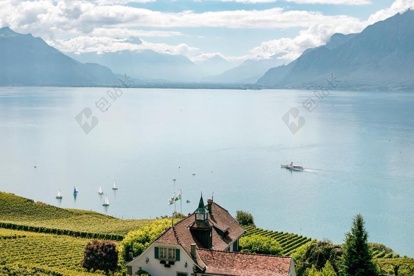 绿色的茶园和湖泊背景图片