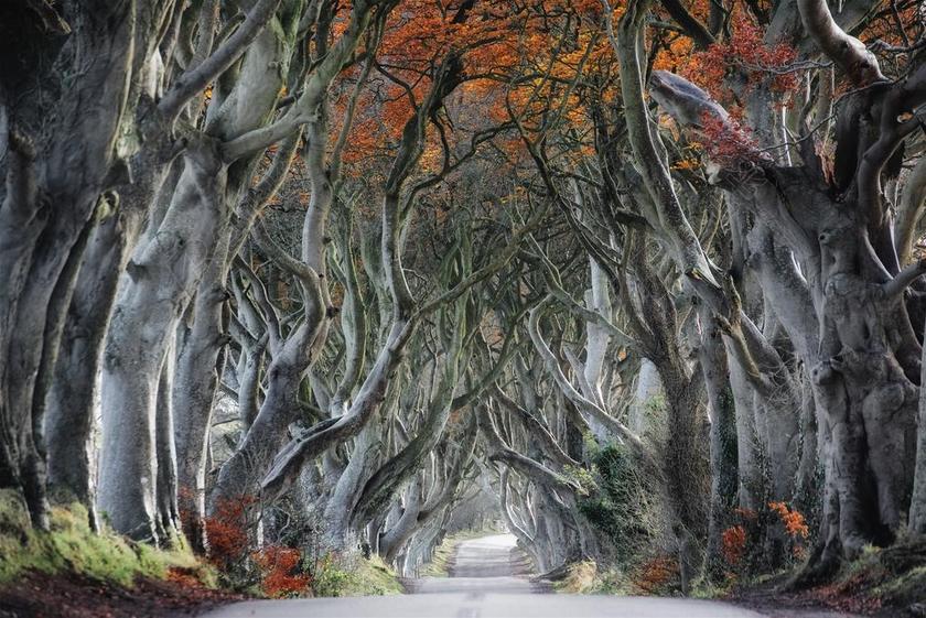 秋天树林间的马路背景图片