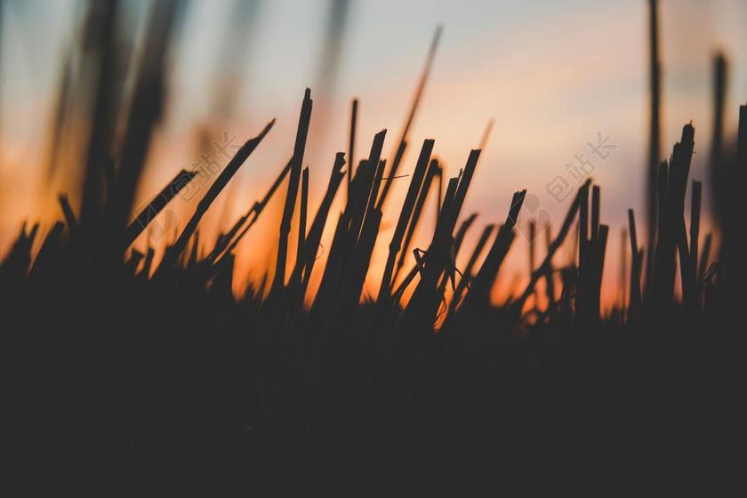 风景 风光 美景 田园 山水 花 玫瑰 美丽 花朵 农场 农田 庄园 日落 夕阳 太阳 天空 自然 环境 IPHONE 苹果 苹果手机 商务